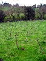 Fiesole Country Views-12